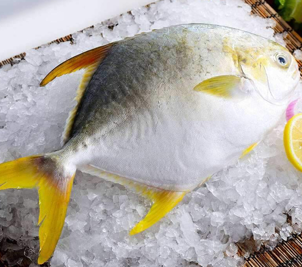 Pomfret 2